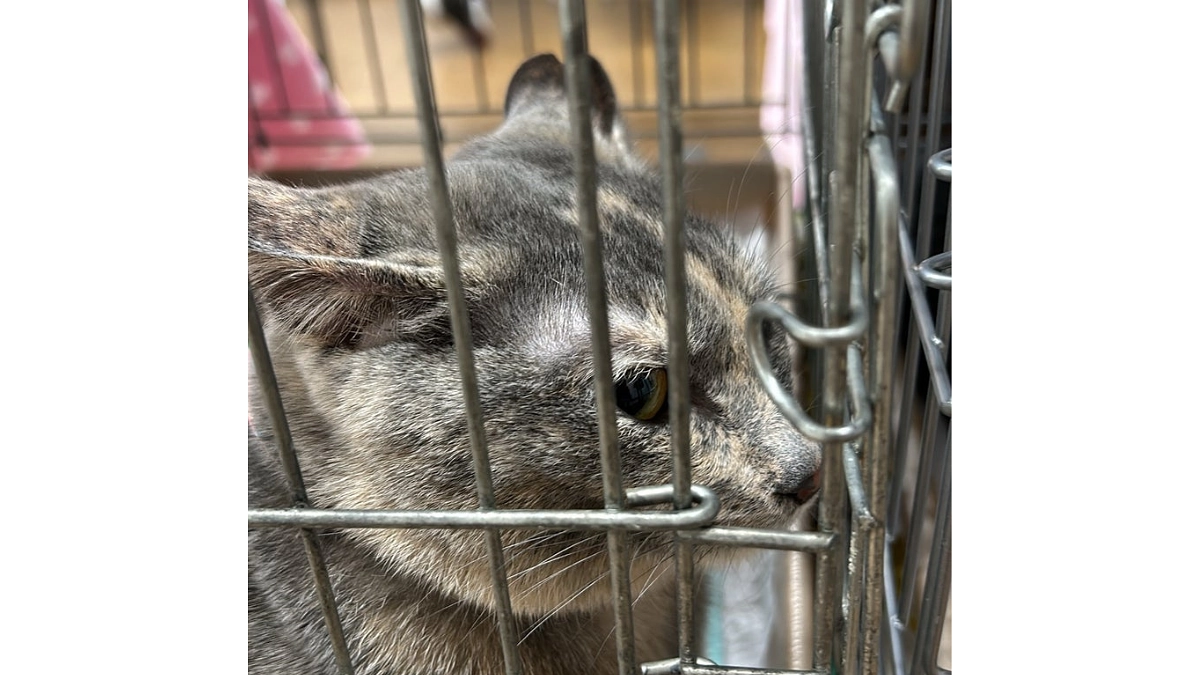 【700万円突破に感謝！】夢のシェルター建設に向けて！プロジェクト立ち上げの経緯〜譲渡会編〜