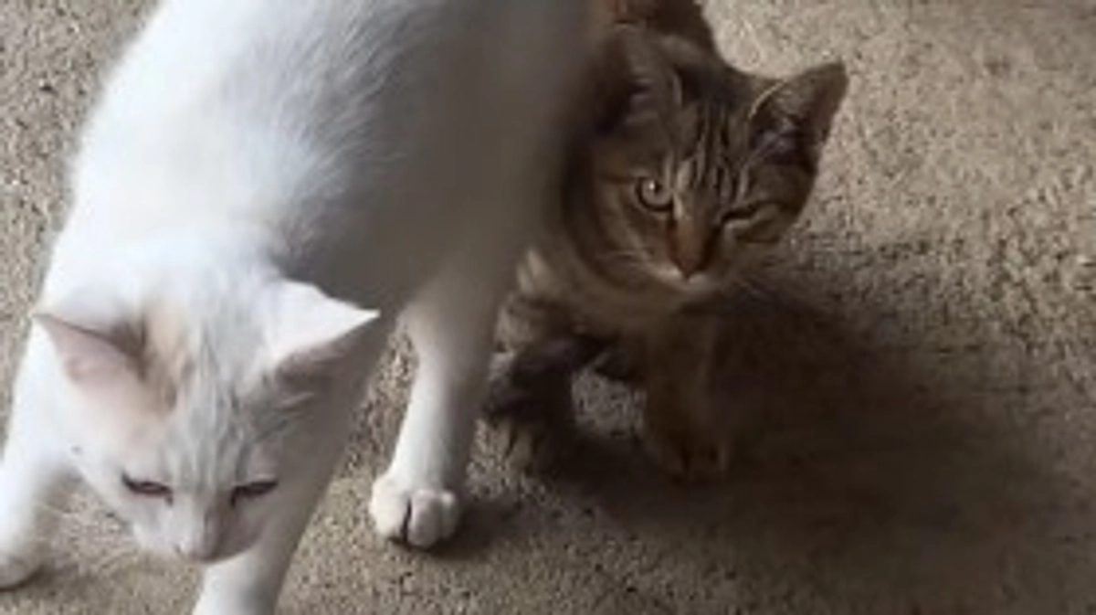 10/30　猫ちゃん達の様子🐱