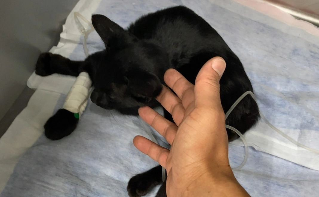 黒猫ちゃんのご支援２