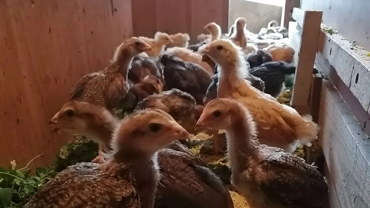 耕作放棄地を再利用して鶏を殺処分しないやさしい自然放牧養鶏場に。