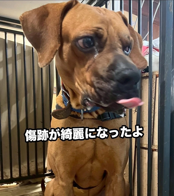 お久しぶりです