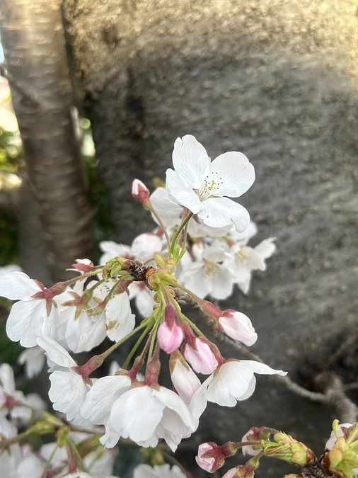 ページ訪問者が300人を超えました。ありがとうございます。