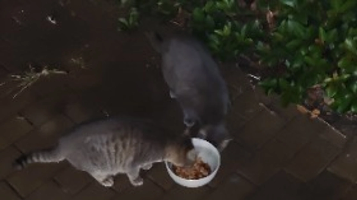 餌やりの難しさ。