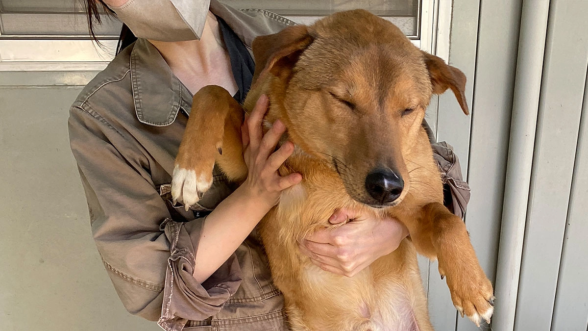 狂犬病予防接種　シェルター犬限定集合注射（写真たくさん）