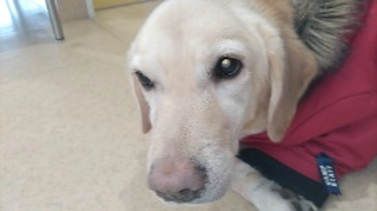 抗がん剤治療6週目 ＃新潟県 ＃悪性リンパ種 ＃抗がん剤治療 ＃ラブラドールレトリバー ＃闘病犬