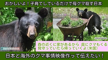 日本のクマの状況を海外に伝えたい！ のトップ画像