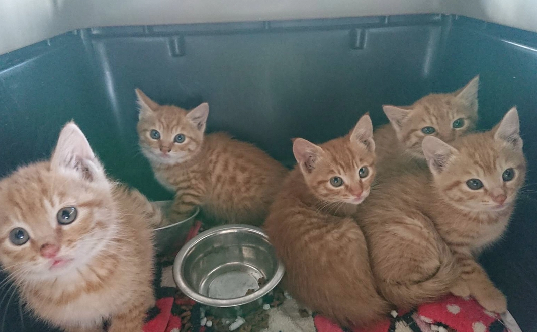 3,000円寄付プラン　ニャンとぞ みなさまのご支援をよろしくお願いします。