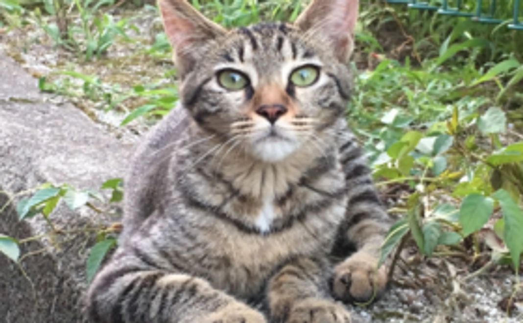 猫めしごちそうさま4日コース2000