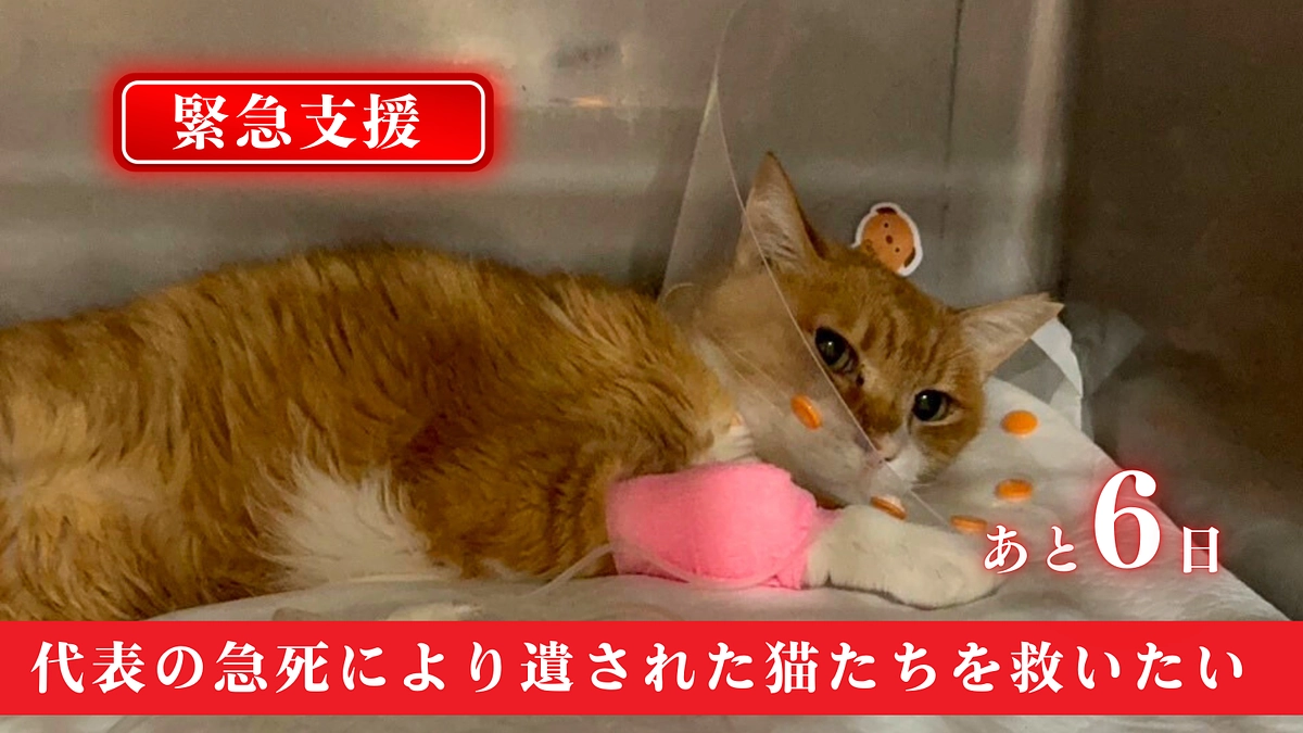 【残り6日】応援メッセージのご紹介です