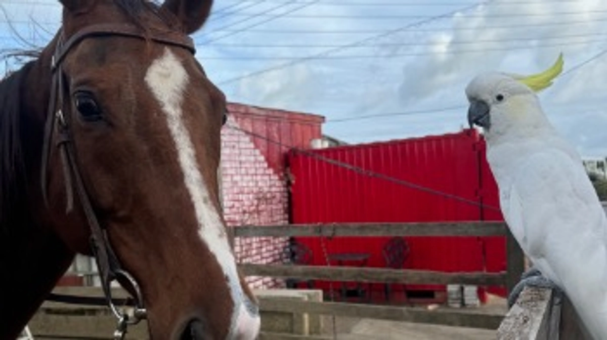 今夜は大雨に備えて