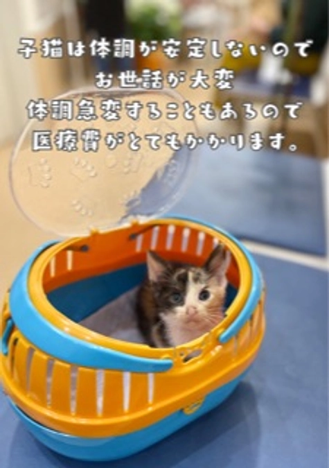 【残り1日】子猫の通院で思うこと