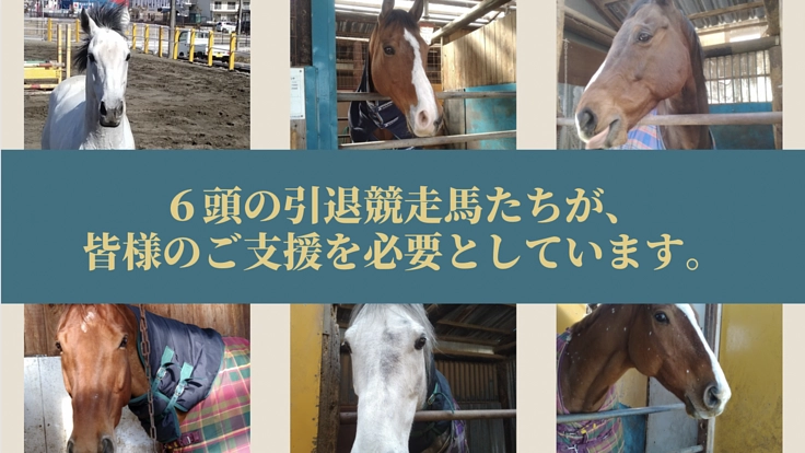 相馬野馬追や、馬術競技会で活躍している引退競走馬たち