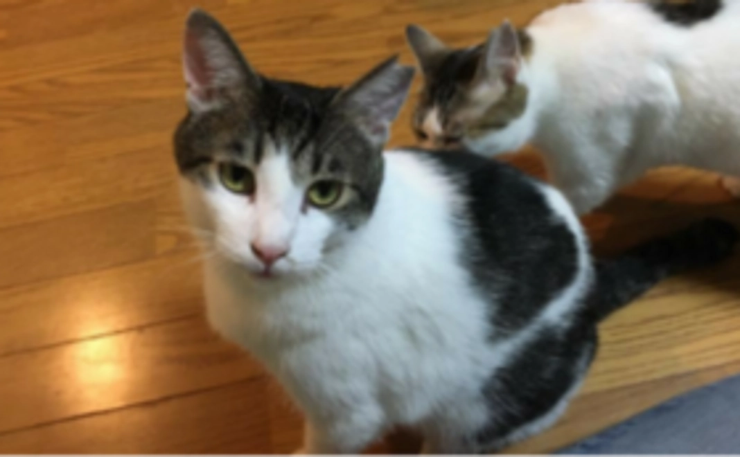 保護猫カフェ利用券3回分（時間無制限）をお送りします！