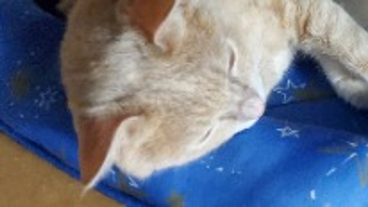 先日のやけどの傷跡。(痛々しい写真あります)