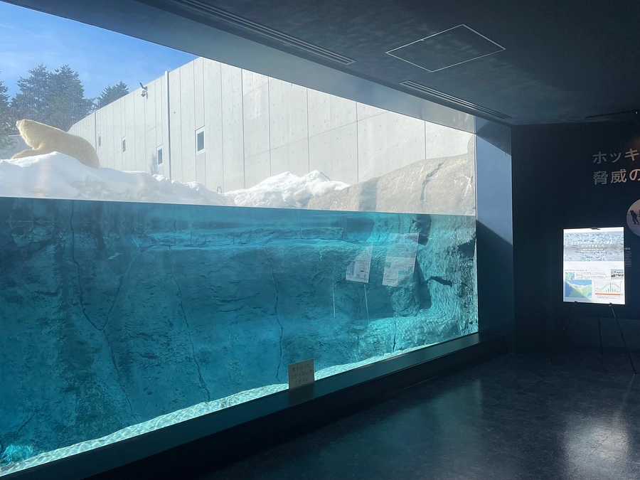 札幌市円山動物園でホッキョクグマ展を開催中です