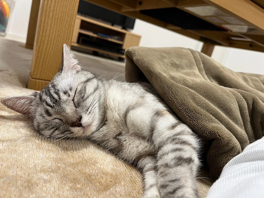 里親さんTさんから応援メッセージのご紹介〜おてんばな我が家のかわいいムードメーカーです〜