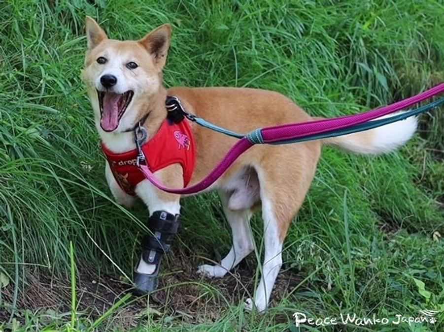 くくり罠でケガをする野犬が絶えない現実