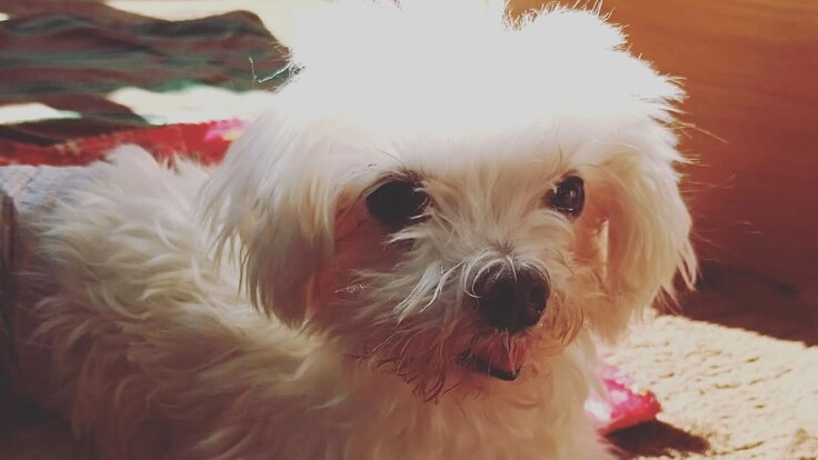 繁殖場から保護された犬の動脈管開存症を手術して命を救いたい!