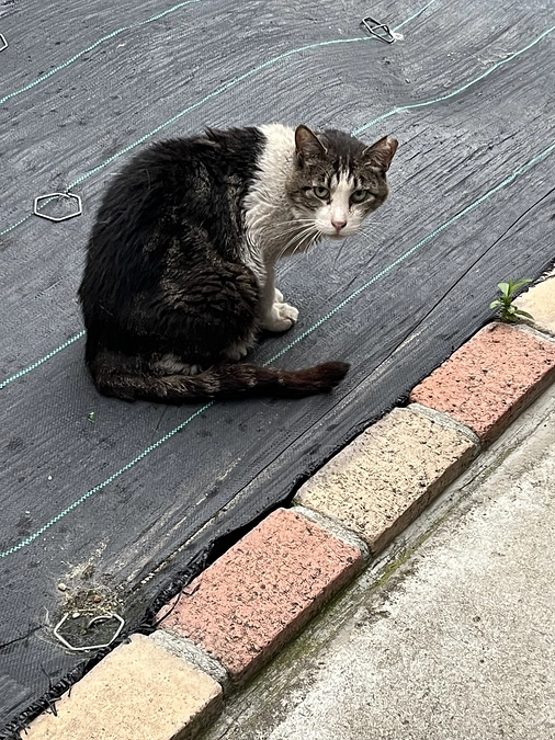 【活動報告】ボロボロになったトムくん