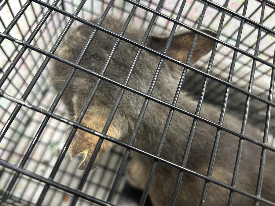 【２００万達成有難うございます】この暑さは外の猫さんたちにも過酷です　TNR活動報告