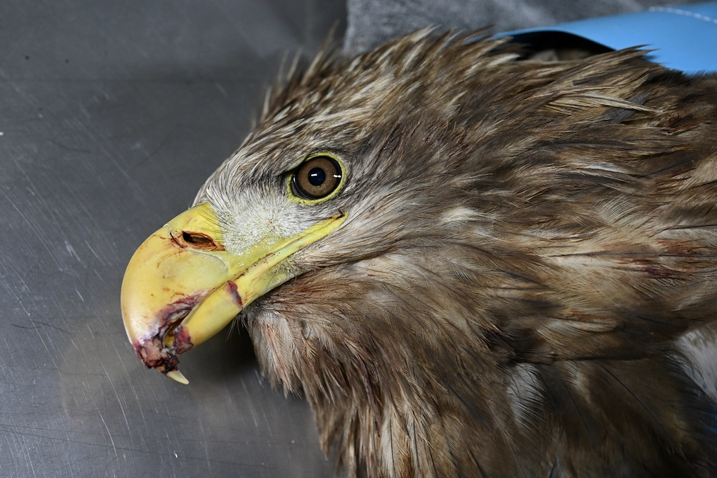 バードストライクに遭ったオジロワシの年越し