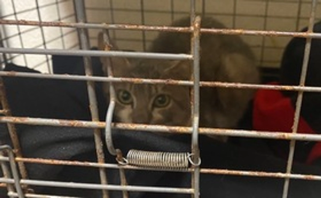 グレイくん応援コース3000