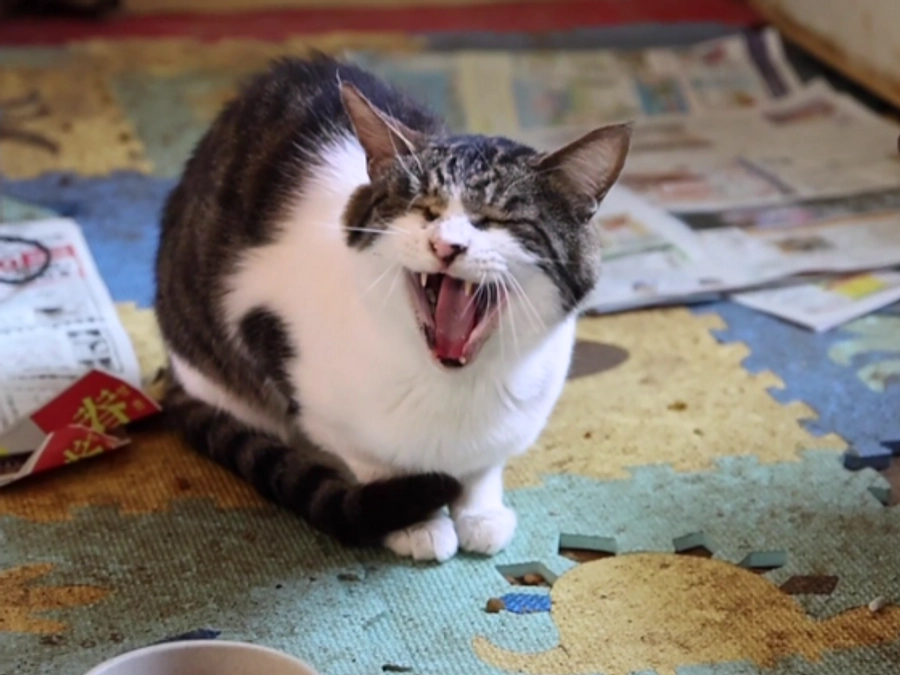 子猫の保護依頼。現場で起きていた想定外の事とは