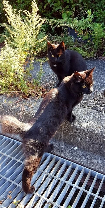 ピンクの餌やりオバサン