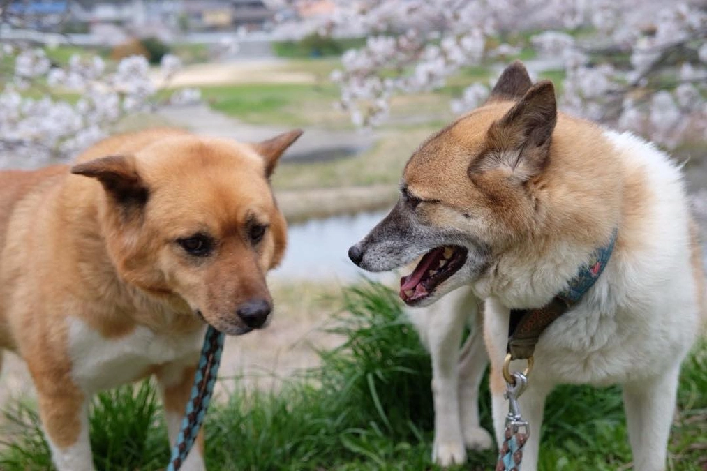 プロジェクト開始２日め！
