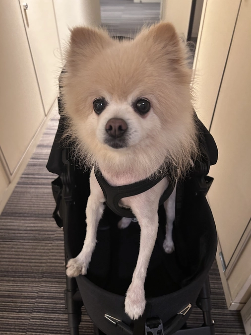 再クロスマッチ検査…