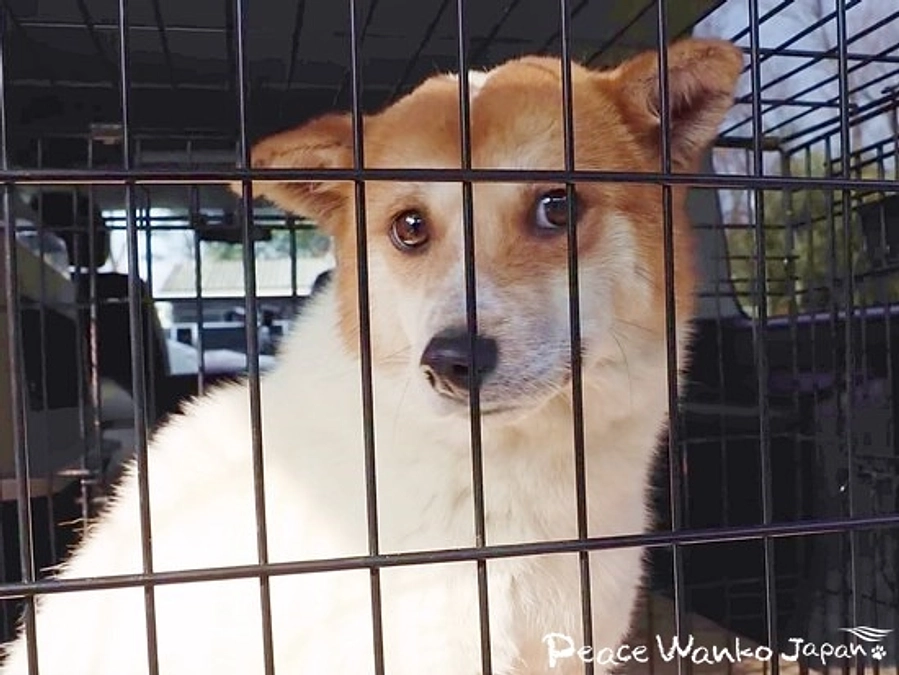 広島から全国へ！　静岡での保護犬の引き取りを開始