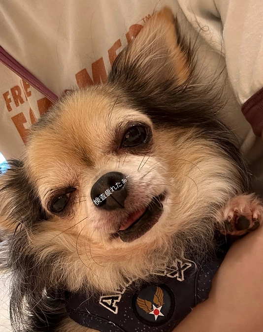 術前検査してきました🐕