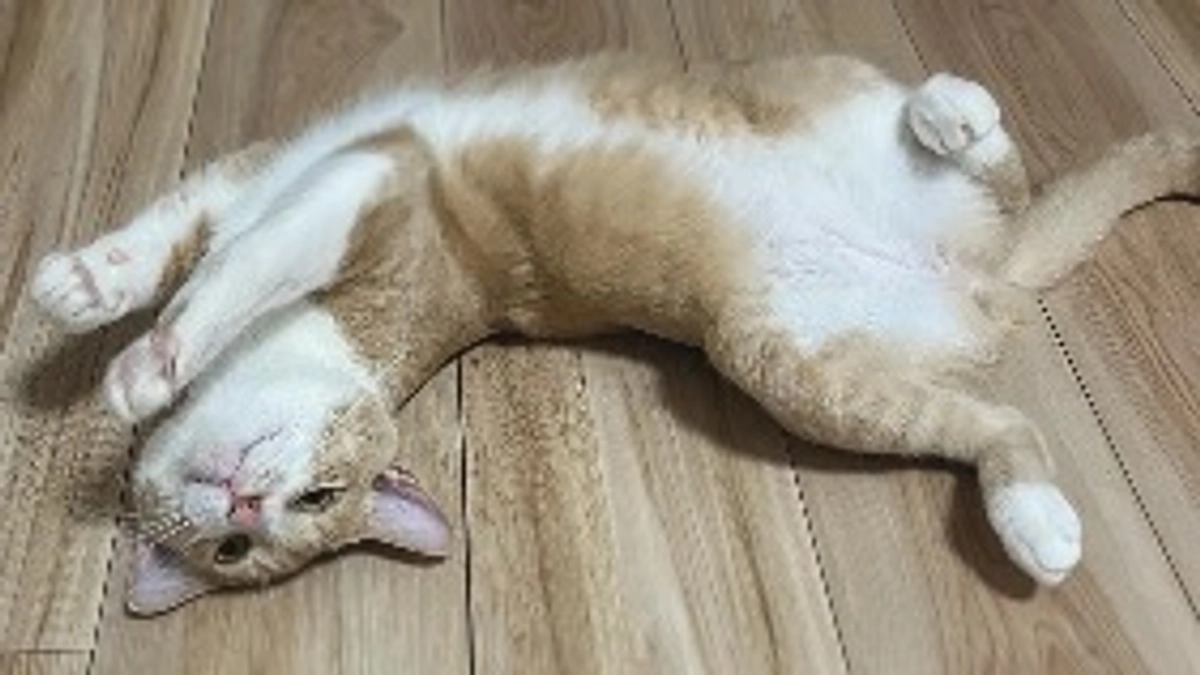 【リターン対応終了のお知らせ】