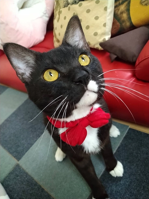 次の仲間たちからの応援コメントは。。。