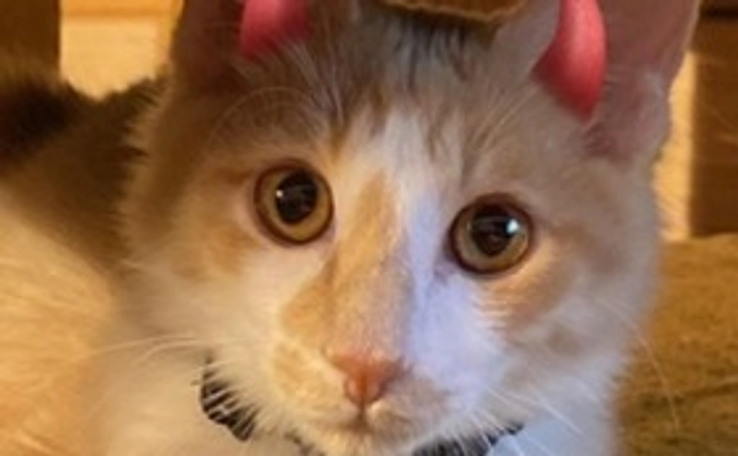 全力応援(リターン不要)3000円