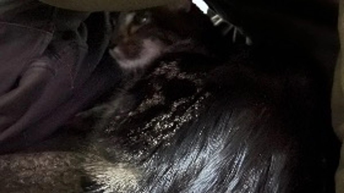 プロジェクト開始から7日経過＆現状のご報告