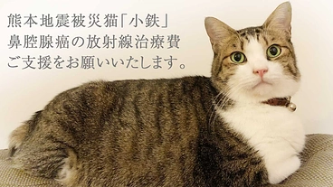 鼻腔腺癌になった元熊本被災猫「小鉄」治療費のご支援をお願いします。 のトップ画像
