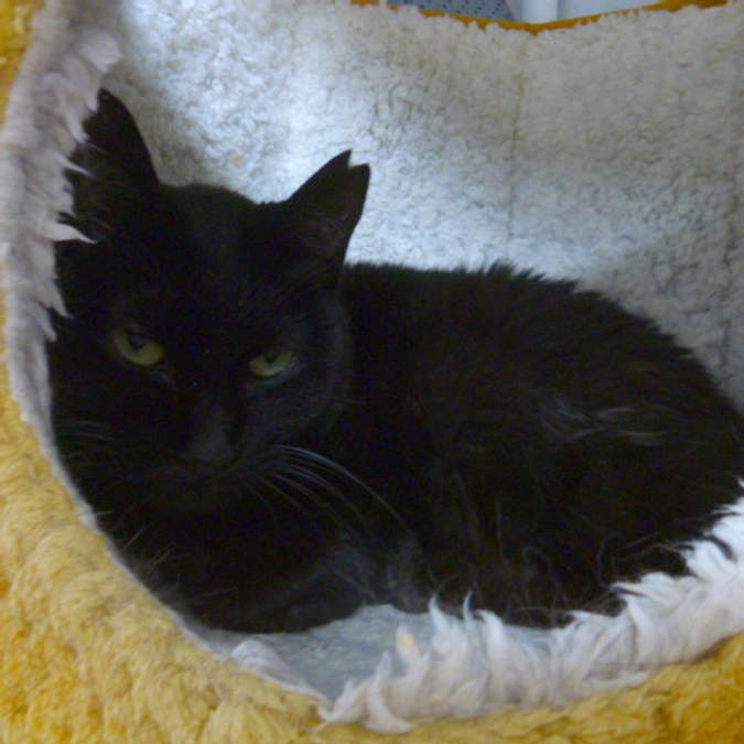 在籍猫紹介【園ちゃん】