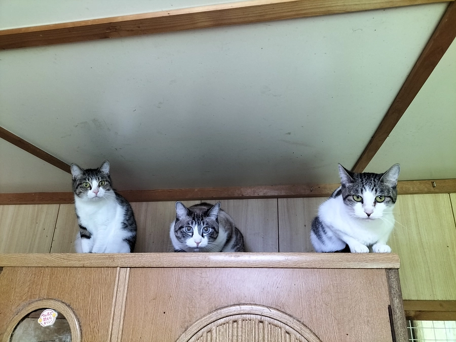 欲しいキャットタワー