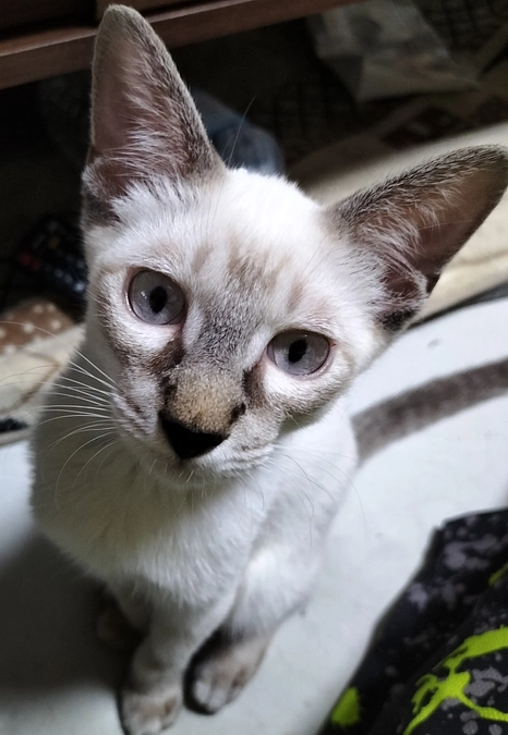 小さい猫用のキャリーケージ