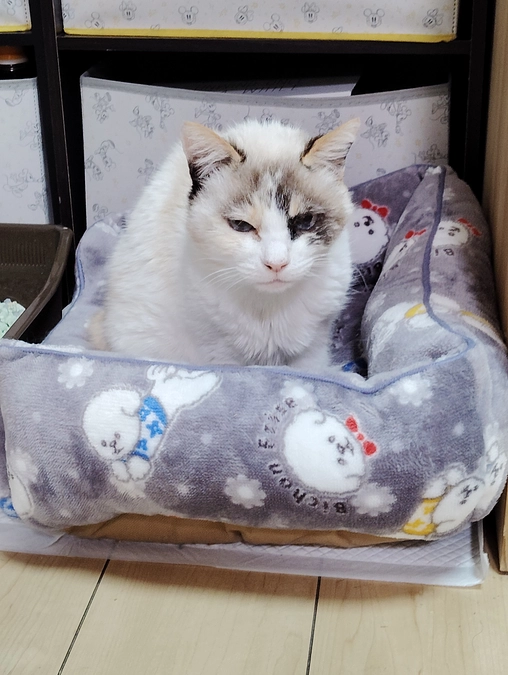 保護猫ちゃんの紹介3