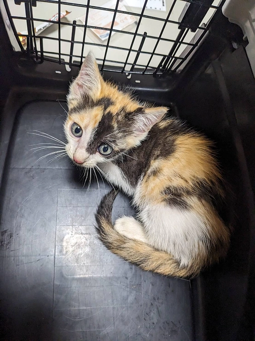 第７回久米島TNR.TNTAプロジェクト実施【No.5】