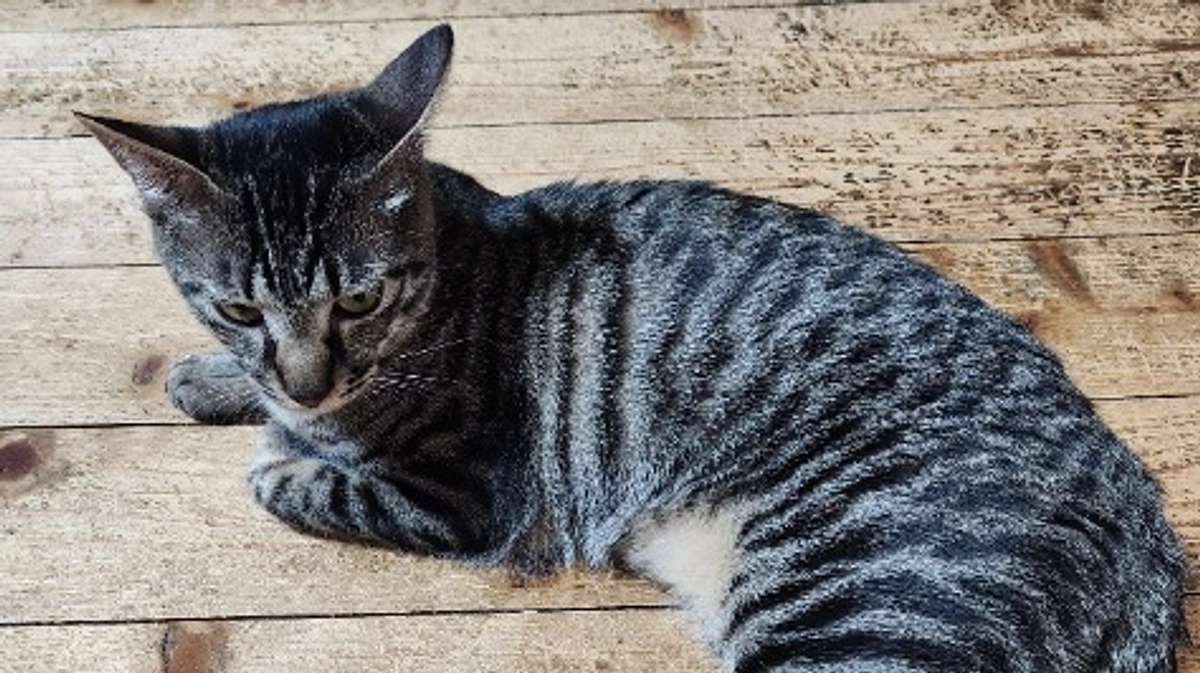 【投薬終了前10週目検査の報告】