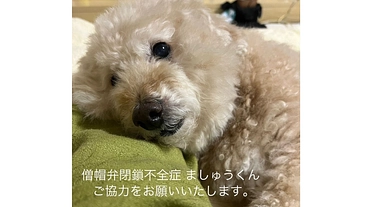 僧帽弁閉鎖不全症の食いしん坊トイプードルましゅうを救いたい のトップ画像