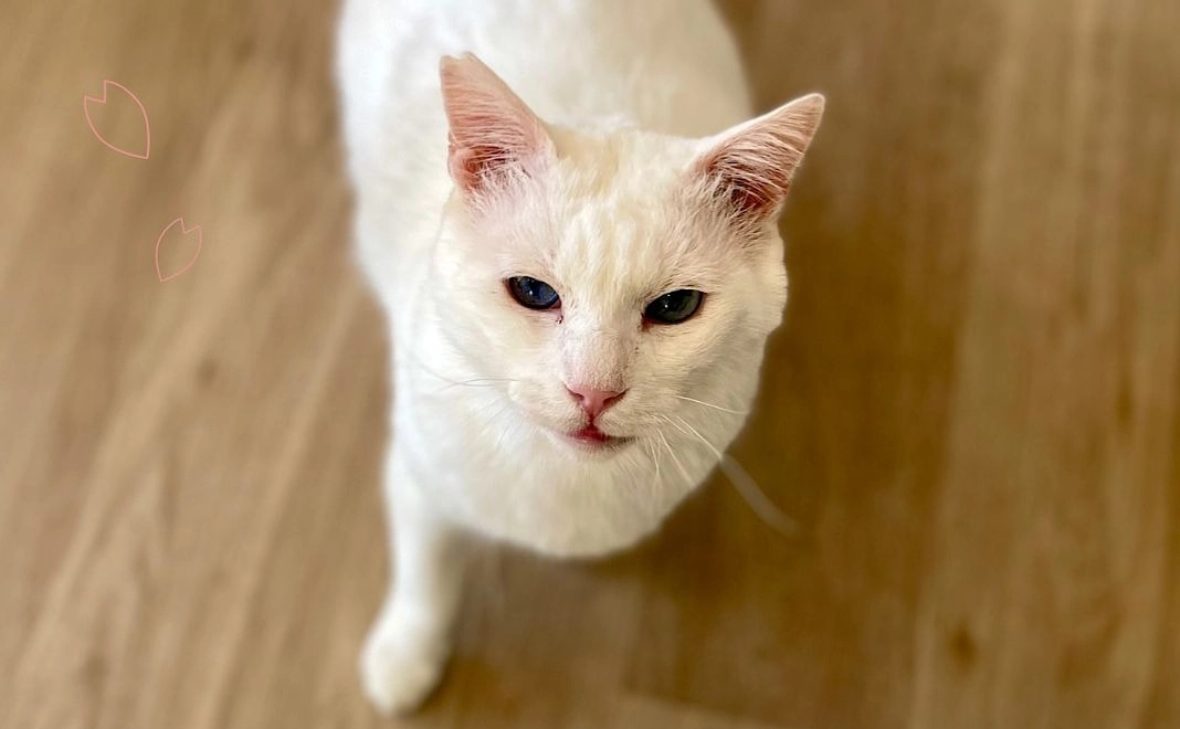 あうさんコース