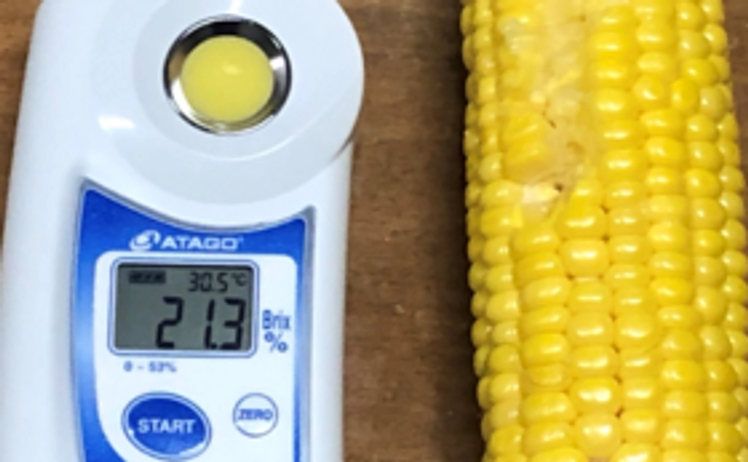 【スマート農業で作った野菜をいち早くお届け！】スイートコーン10本+生ヤングコーン