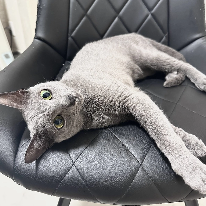 【クラファン残り1️⃣0️⃣日】投薬72日目（床を舐める…貧血？）