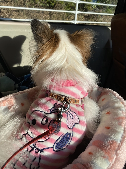 🐶無事手術が終わり3日がたちました🐶