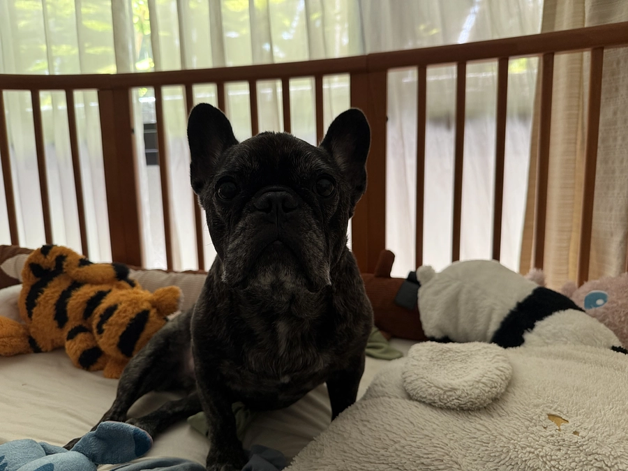 今朝のベラです