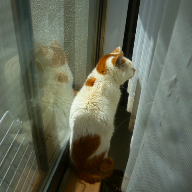 白三くんのおだやかな日々を願って